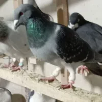 دسته 20 تایی