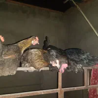 ۸مرغ جهادی ونخم بده