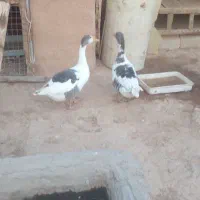 غوغاز خانگی