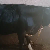 گوساله سیمینتال ماده