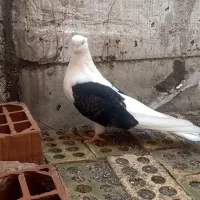 کبوتر دوکت. پشتدار کشیده