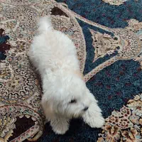 سگ شیتزو|سگ|اندیمشک, |دیوار