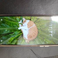 فروش گوشی c71پوکو