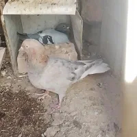 سار هفت‌رنگ دم سفید