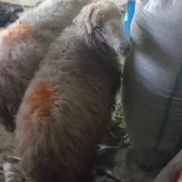 میش شیشک جوان  حامله داشتی و تیر بز حامله