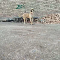 سگ عراقی