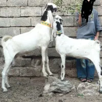 بز نرماده گلابی چشمی اصل لنگه چهار قلو