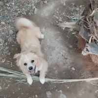 سگ پامر نر