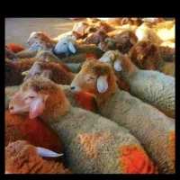 ارسال رایگان پخش دام زنده و بهداشتی مغان کردستان