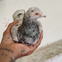 کبوتر