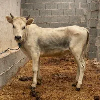 گوساله نر ورزاکوله خوشگل جنس