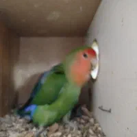مرغ عشق روتخم جوجه طوطی کوتوله روجوجه