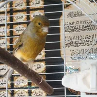 قناری نر با قفس