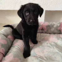 واگذاری توله سگ لابرادور رتریور