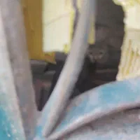 گربه