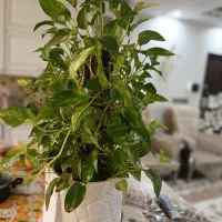 گلدان پتوس بسیار زیبا بدون برگ زرد