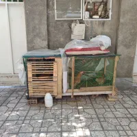 قفس مرغ با مرغ