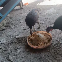 بوقلمون و جوجه بوقلمون