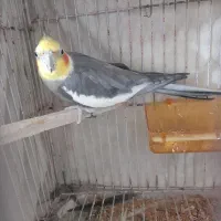 عروس هلندی
