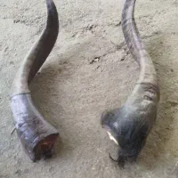 شاخ گوسفند 6جفت
