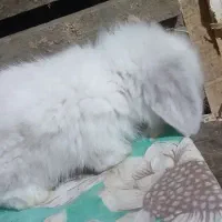 خرگدش لوپی