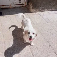 پاکوتاه جیبی