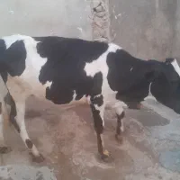 گوساله ماده