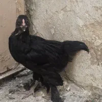 جوجه مرندی اصل