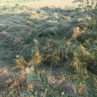 شبدر