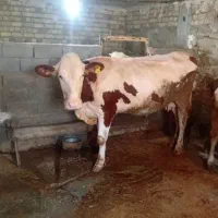 گاو سیمینتال درجه ۱