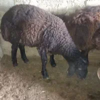 بره نر پرواری جنس بالا و چاق
