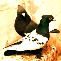 سه عدد کفتر خوب