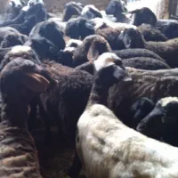 جایگاه رسمی دام ،زنده،خضوری وانلاین