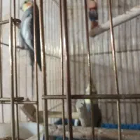 طوطی