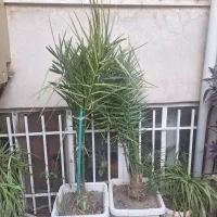 نخل آپارتمانی