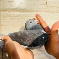 جان اردن چشم سیلور رنگ مسی