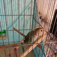 کوتوله بریزیلی