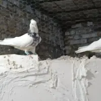 طوقی