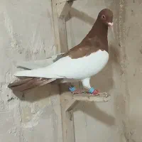 رنگی کفتر ماده