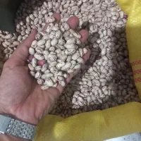 بذر لوبیا چیتی اوتران