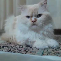 گربه پرشین نر جهت جفتگیری
