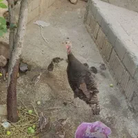 بوقلمون با جوجه