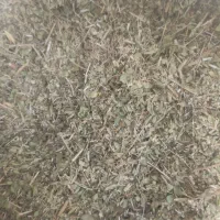 آویشن کوهی