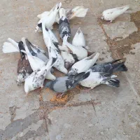 کفتر نر و ماده عالی