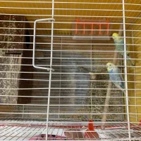 مرغ عشق|پرنده|سبزوار, فرهنگیان|دیوار