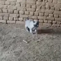 هدیه