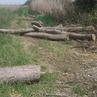 خرید و برش درخت سرپا چوب