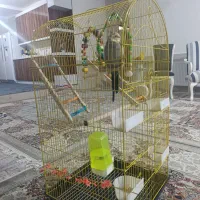 عروس هلندی
