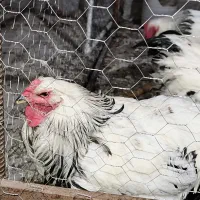 مرغ خروس بهترین نژاد