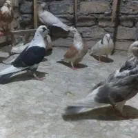 کبوتر